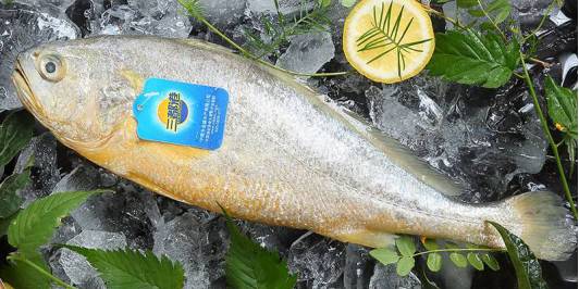 福建宁德市三都大黄鱼,宁德三都港大黄鱼