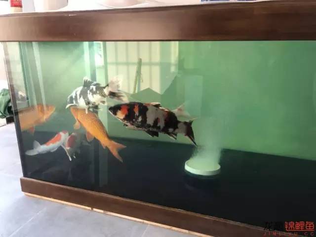 地缸里面漂浮的粉末怎么解决,粘的地缸怎么干得快