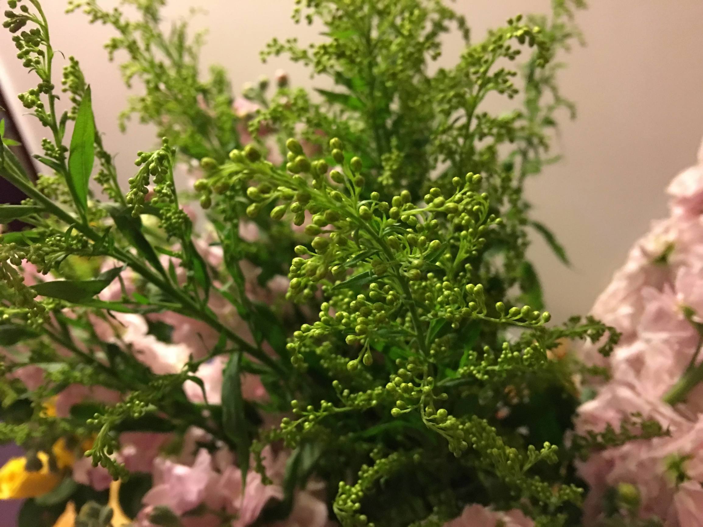 年宵花市探“鲜”记（一）之孤独的花大姐