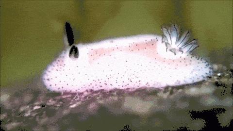 变性、伪装、雌雄同体--谁是微距世界的奇葩?