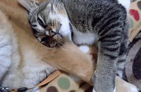 一只老鼠头被卡在洞里面了,一只老鼠从管道里钻了出来