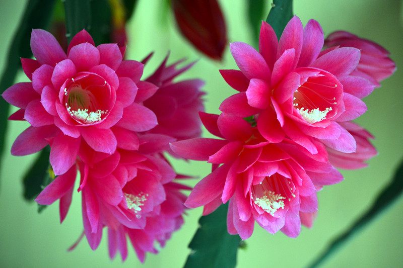 令箭荷花图片大全盆栽,令箭荷花盆栽图片大全