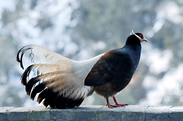 鸡为什么是最富裕的生肖,看似很弱鸡其实很猛的生肖