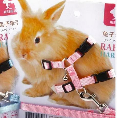 新手养兔子视频教程全集,新手养宠物兔子视频