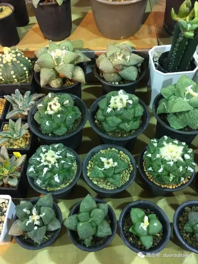 台湾寻肉之旅：小玲带你逛春节的台北花市！