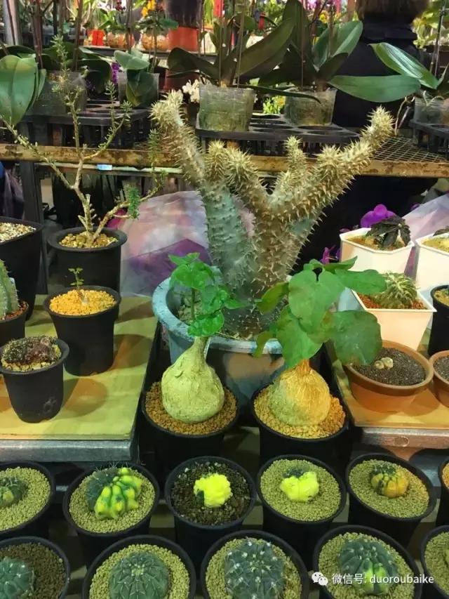 台湾寻肉之旅：小玲带你逛春节的台北花市！