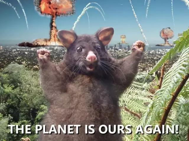 新西兰负鼠与蛇,新西兰负鼠是什么