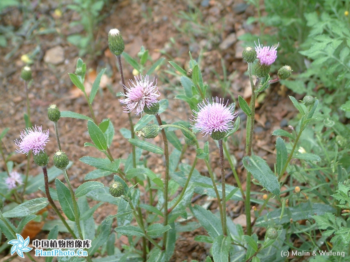 农村路边常见的中草药你认识几种,农村常见中草药盘点