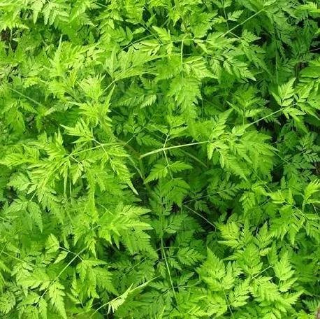 农村路边常见的中草药你认识几种,农村常见中草药盘点