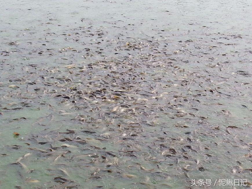 买泥鳅苗被骗,购买泥鳅苗