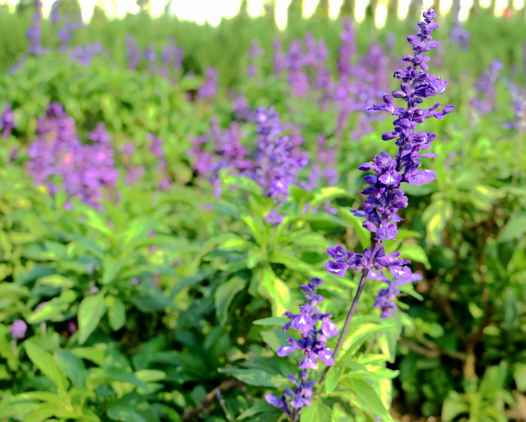 loccitane香水好不好,loccitane身体乳美白吗