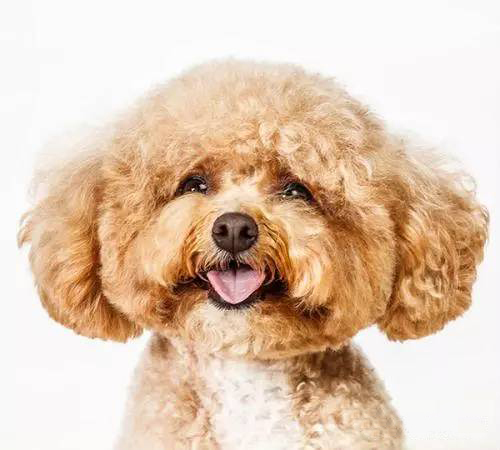 十大狗粮排行榜！选对狗粮很关键！