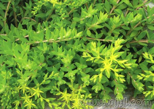 农村路边常见的中草药你认识几种,农村常见中草药盘点