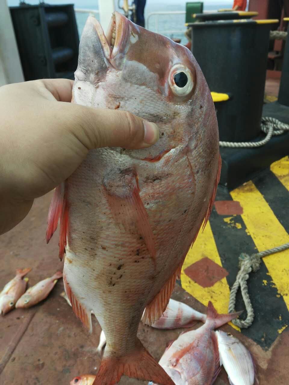 海员的日常工作和生活最新,分享海员生活日记