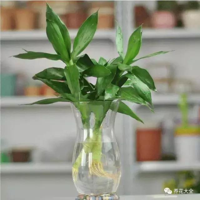 富贵竹叶子发黄有什么征兆,富贵竹叶子发黄发干怎么治