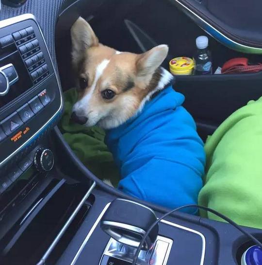 你是否有过携狗打车拒载的经历？