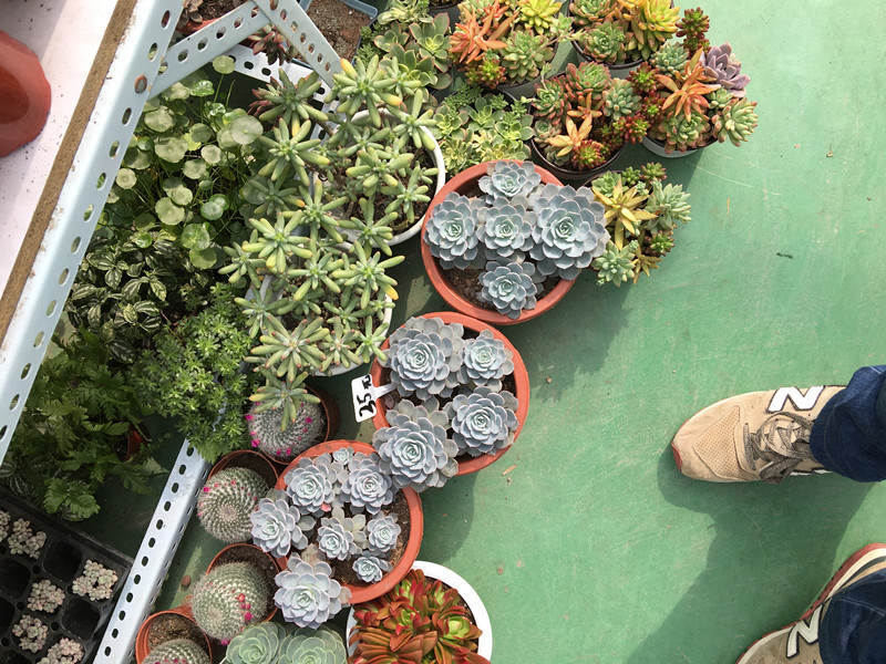 年宵花老桩,年宵花老桩图片大全