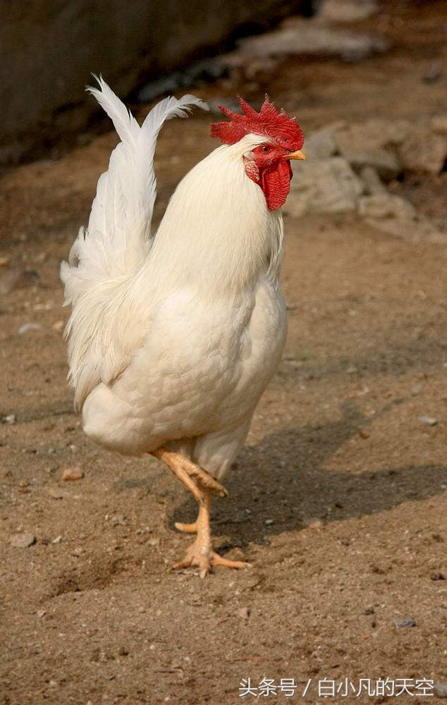 老人养了一只白公鸡，八年来陪伴着老人，渡过了两次劫难