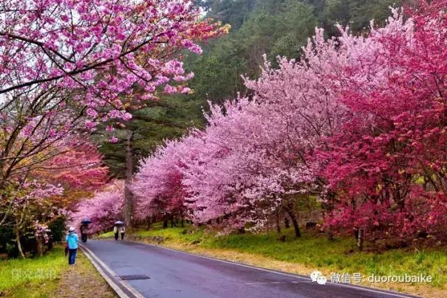 春节花市的鲜花,春节能看花的植物