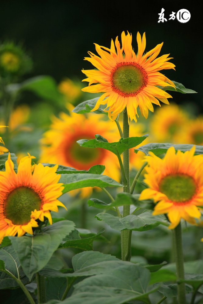 有哪些农业致富好项目值得推荐,农业种植哪些项目比较赚钱