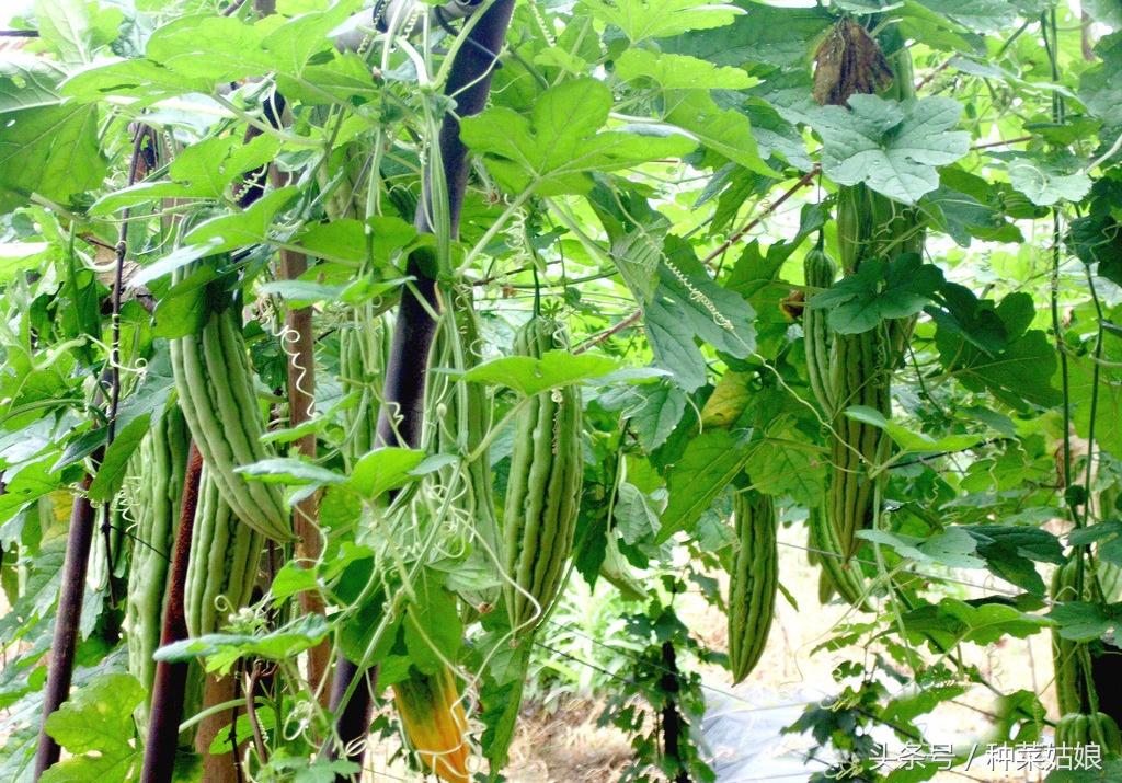 台湾苹果苦瓜种植方法,水果苦瓜种植方法