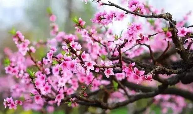 春风里，大爱罗田！