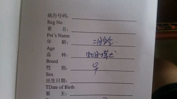 领养宠物蝴蝶犬,流浪狗哈士奇被领养