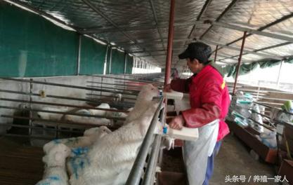 羊病用什么草药最好,羊病首选药