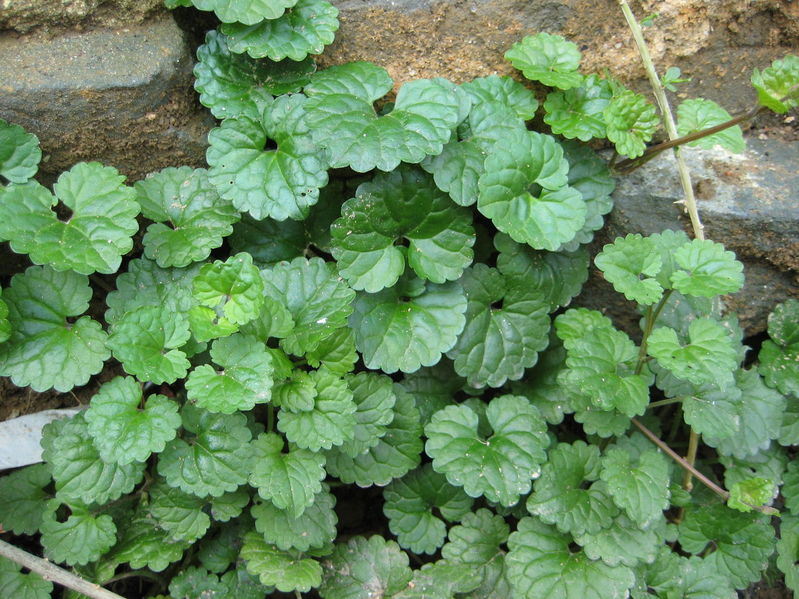 这几种祛风消肿的本草，你可知道？