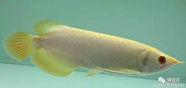 龙鱼眼睛蒙眼病三招搞定,龙鱼眼睛凹陷什么原因