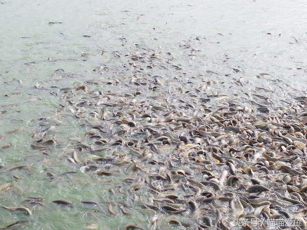 泥鳅养殖成活率高吗,养泥鳅苗种饲养管理技巧有哪些