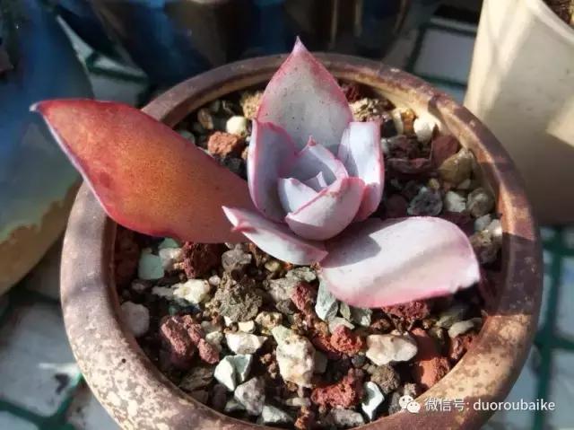 效果感人的多肉对比：终于等到你，还好我没放弃！