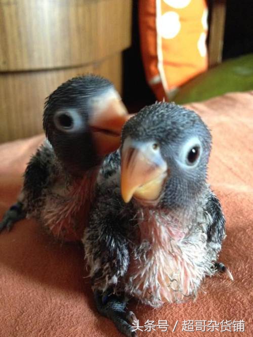 鹦鹉的养法注意事项,鹦鹉怎么养注意事项图解