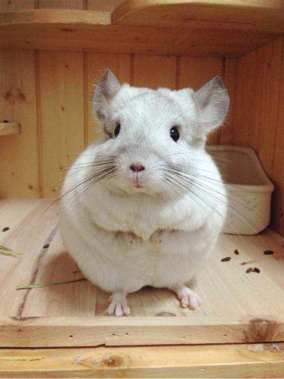 龙猫饲养技术书籍,龙猫饲养空间布置