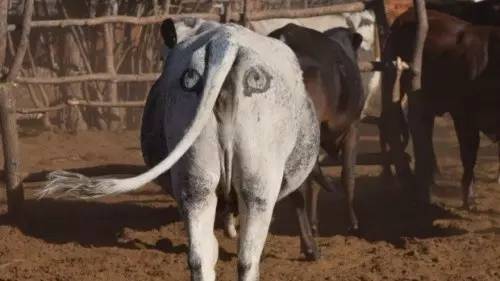 被老虎吃了怎么逃出来,怎样才能不被动物吃掉