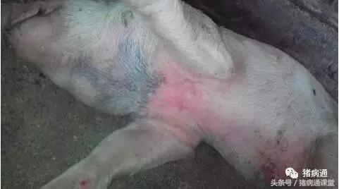 猪皮肤发紫红是什么病,猪皮肤发紫怎么回事