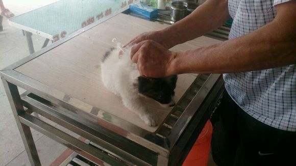 领养宠物蝴蝶犬,流浪狗哈士奇被领养