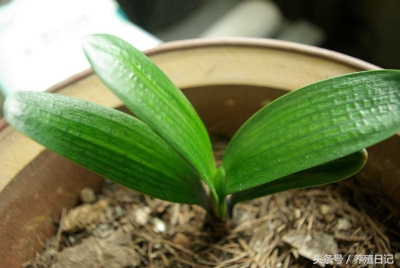 养了很多年的君子兰为什么不开花,如果你的君子兰养了几年都不开花