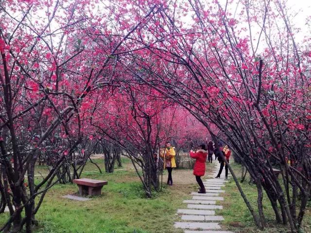 鑺辨捣閲嶇鏉ヨ,鑺辨捣鏉ヨ