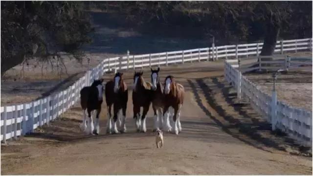 汽车品牌为啥那么多,汽车品牌烧钱为什么还参加赛事