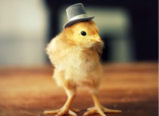 雏鸡糊肛最佳防治方法,10天左右雏鸡糊肛多久可自愈