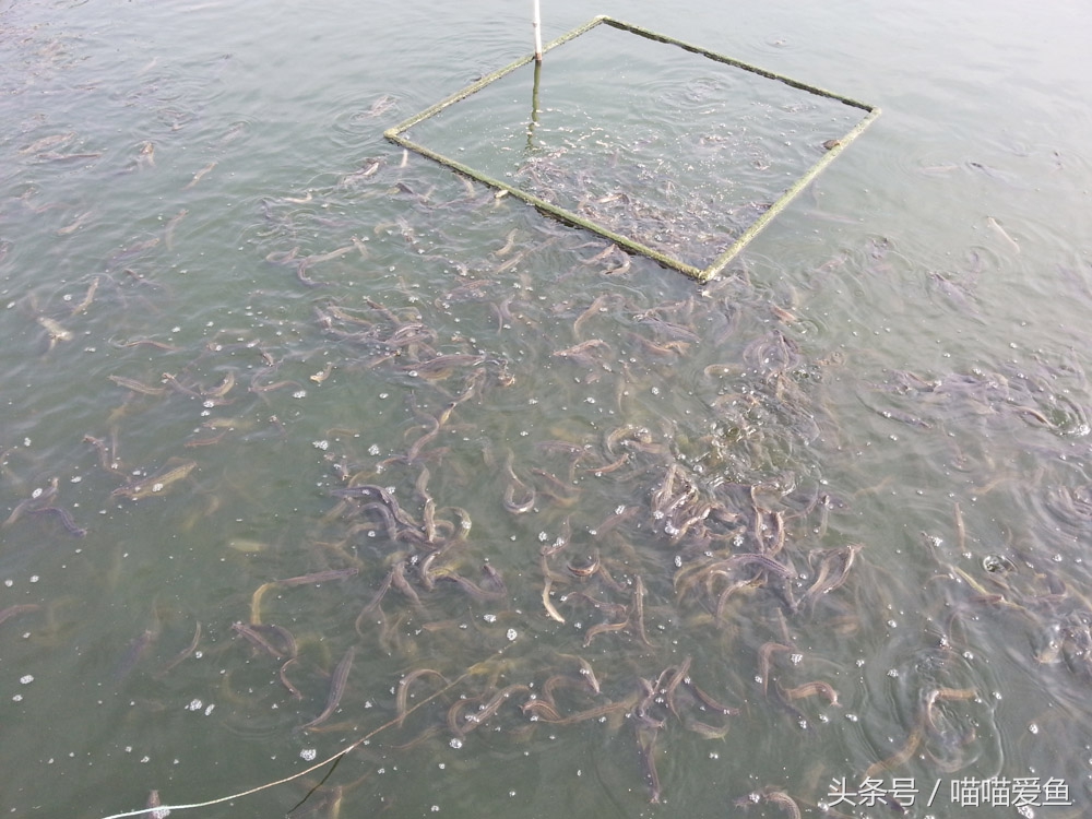 泥鳅养殖高产高效,泥鳅养殖一亩收益多少成本多少