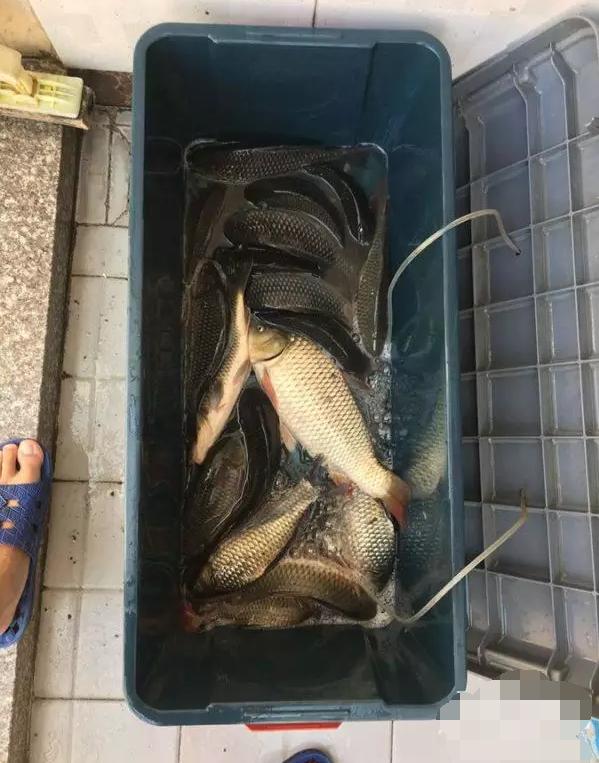 钓友公认药酒测试,钓友鱼饵真实测试