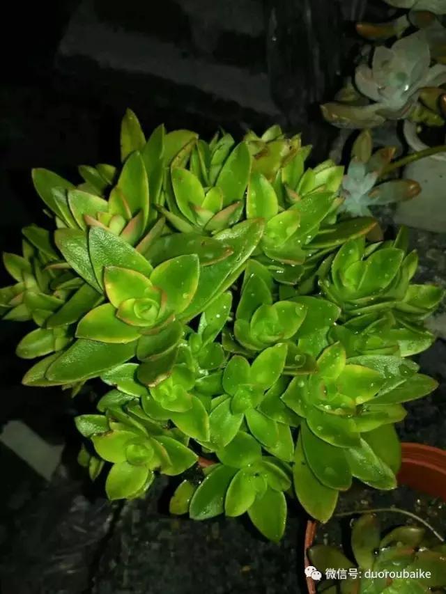 青苔覆盖多肉,青苔和多肉和平共处