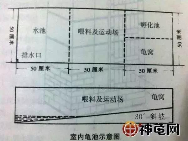 新手怎么养龟龟池里该放什么东西,10只25厘米龟需要多大的龟池
