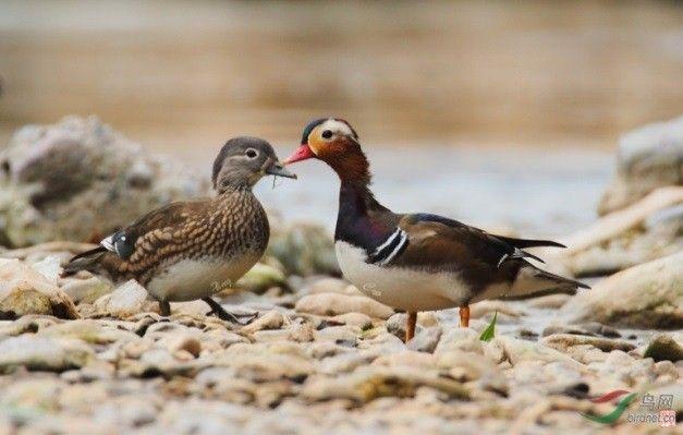 你只是一个人，因为你不会这些“撩妹”神技能