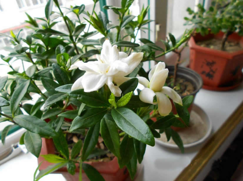 栀子花怎么扦插才能成活率高,栀子花如何扦插繁殖方法