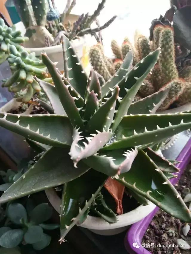 一入肉坑深似海，妈妈姥姥一起上！