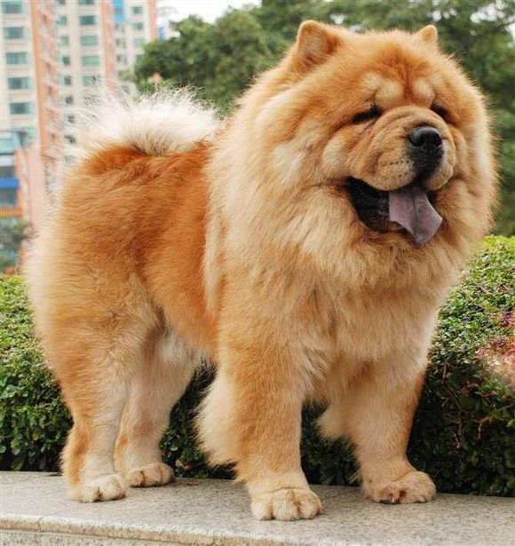 普遍的狗狗品种大全及图片,所有狗狗品种集合大全