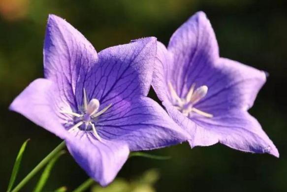 农村种植什么赚钱不愁销路安徽,农村种植什么果树好